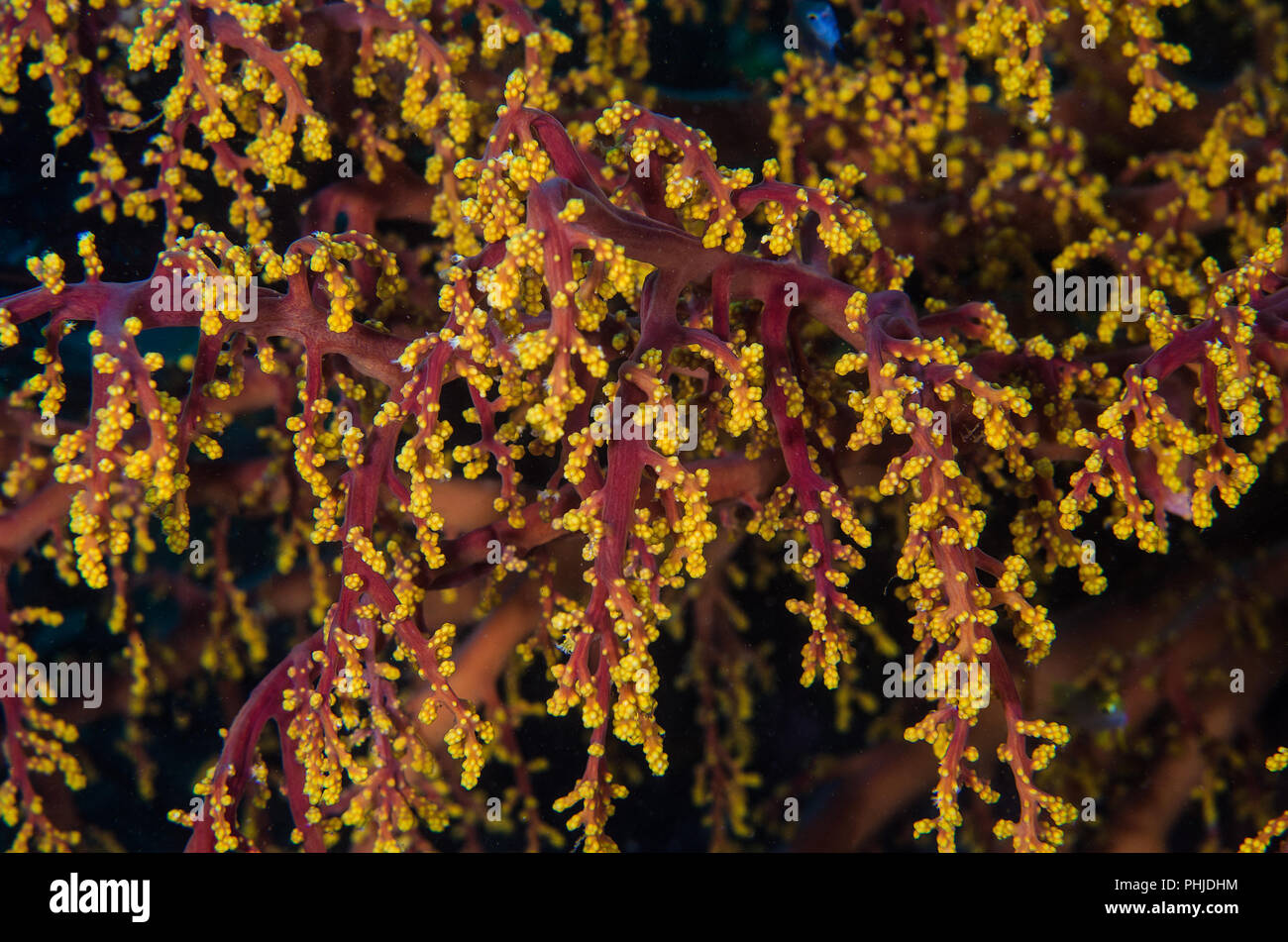 Fiore di Ciliegio coral, Siphonogorgia godeffroyi, Nidaliidae, Anilao, Filippine, Mare delle Filippine, Oceano Pacifico, in Asia Foto Stock