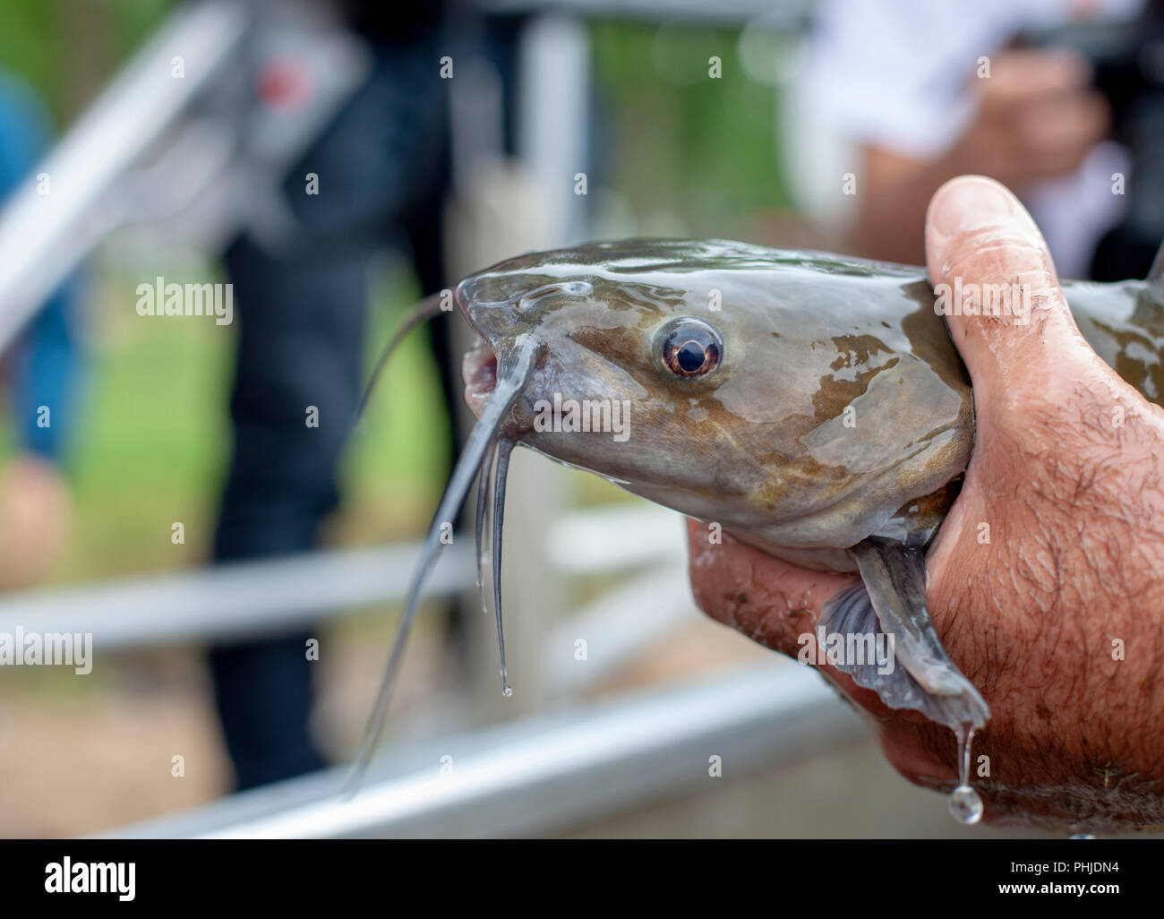 Un ufficiale del pesce e della fauna selvatica degli Stati Uniti tiene un pesce gatto catturato nel fiume Mississippi. Foto Stock