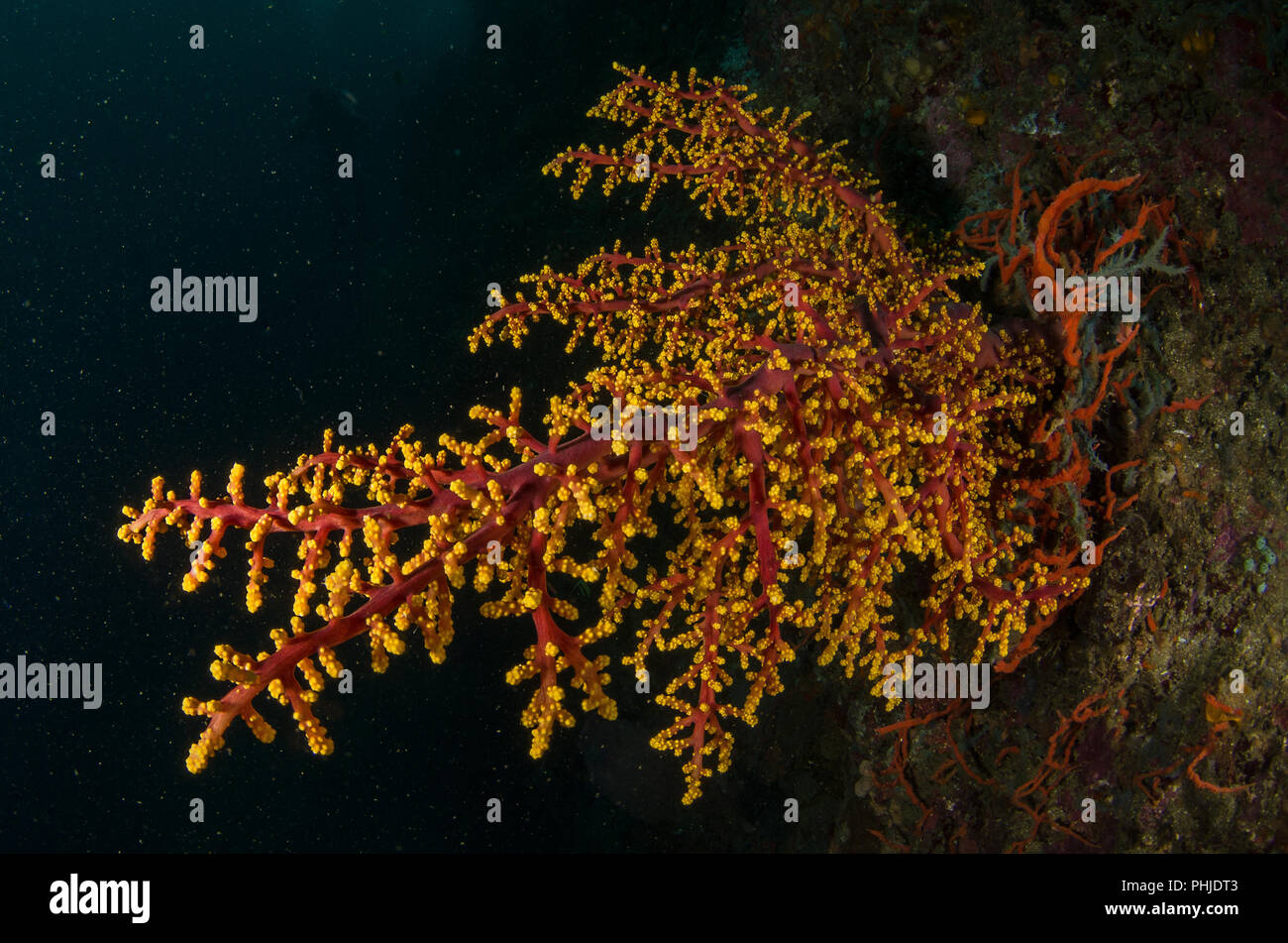 Fiore di Ciliegio coral, Siphonogorgia godeffroyi, Nidaliidae, Anilao, Filippine, Mare delle Filippine, Oceano Pacifico, in Asia Foto Stock