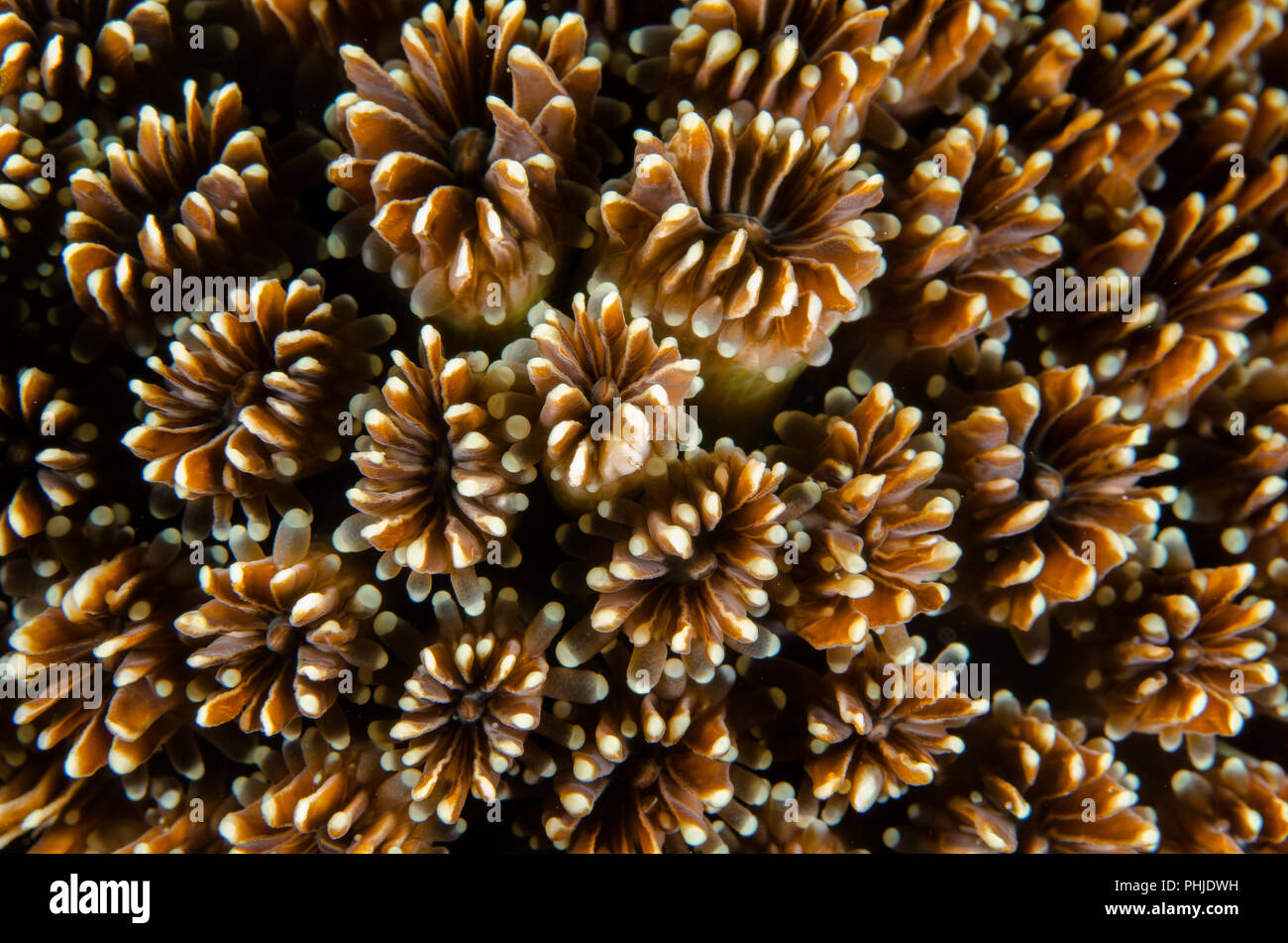 Galaxy Coral, Galaxa fascicularis, Oculinidae, Anilao, Filippine, Mare delle Filippine, Oceano Pacifico, in Asia Foto Stock