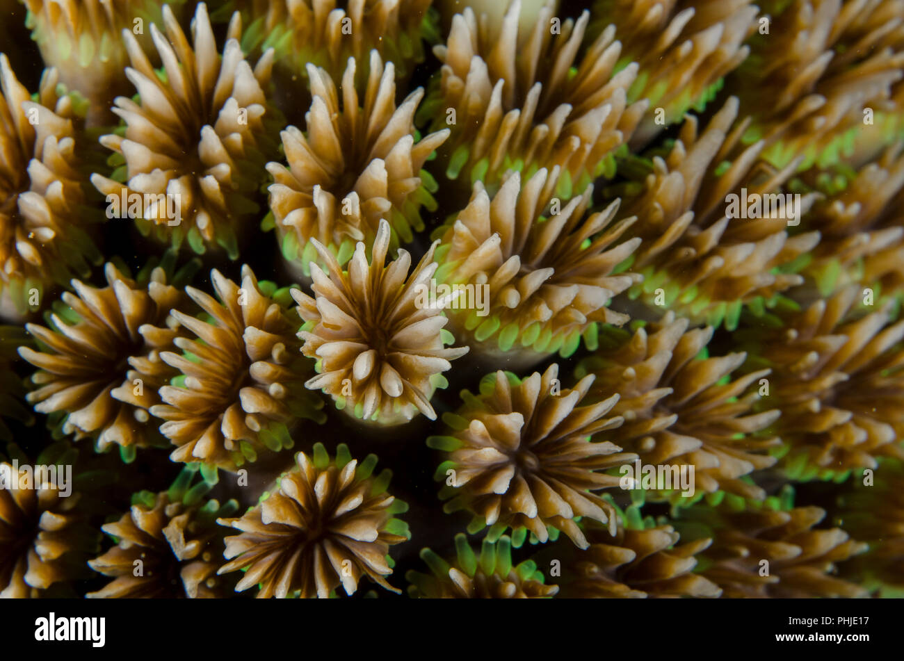 Galaxy Coral, Galaxa fascicularis, Oculinidae, Anilao, Filippine, Mare delle Filippine, Oceano Pacifico, in Asia Foto Stock