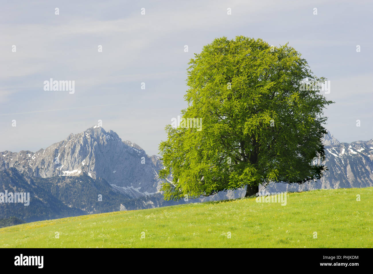 Unico grande faggio in campo con perfetta treetop Foto Stock