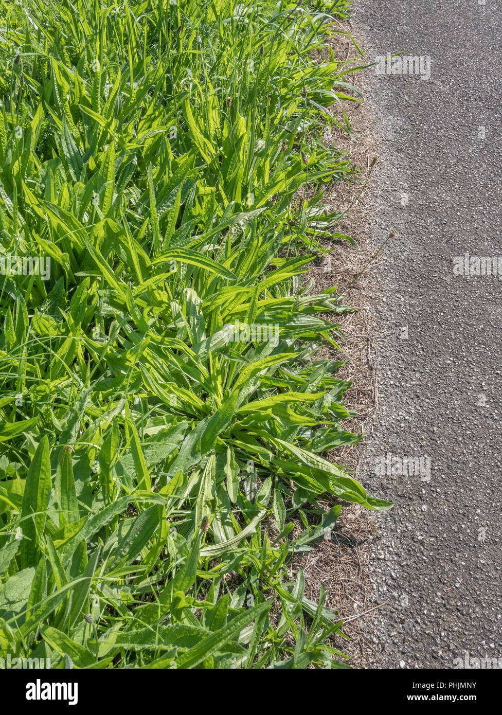 Foglie / fogliame delle comuni erbacce Ribwort piantaggine (Planzago lanceolata) che può essere usato come un cibo foraged una volta cotti (più di un cibo survivial) Foto Stock