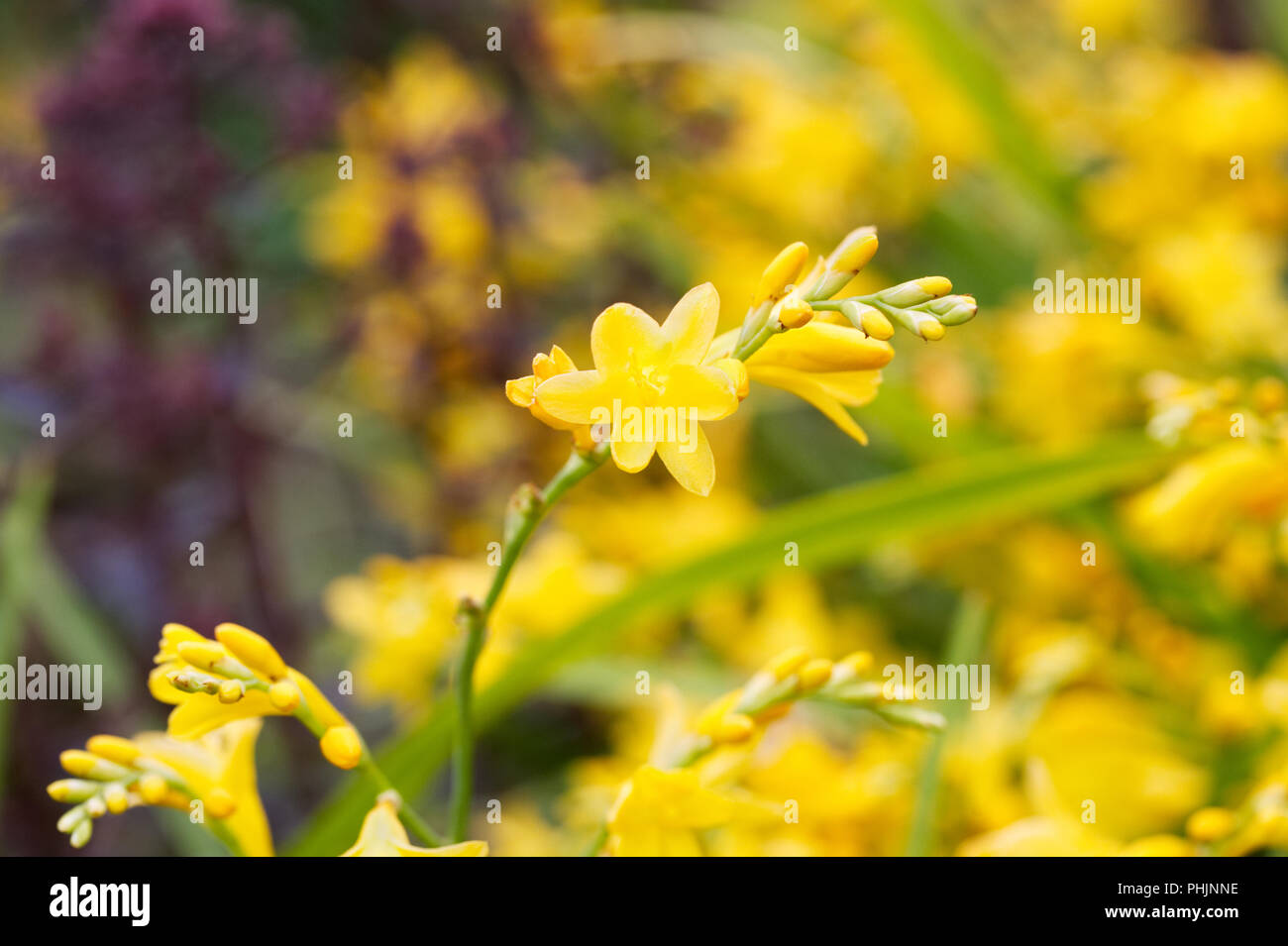 Crocosmia 'Citronella' Fiori. Foto Stock