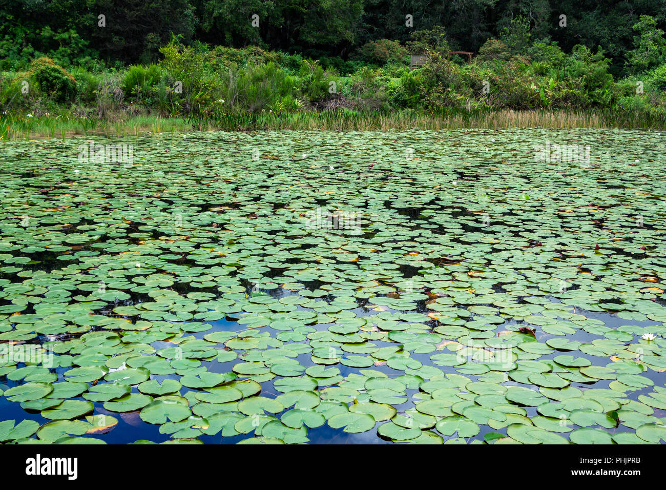 Il lago di coperta in acqua americana Lily Pad (Nymphaea odorata) - lunga chiave Area Naturale, Davie, Florida, Stati Uniti d'America Foto Stock