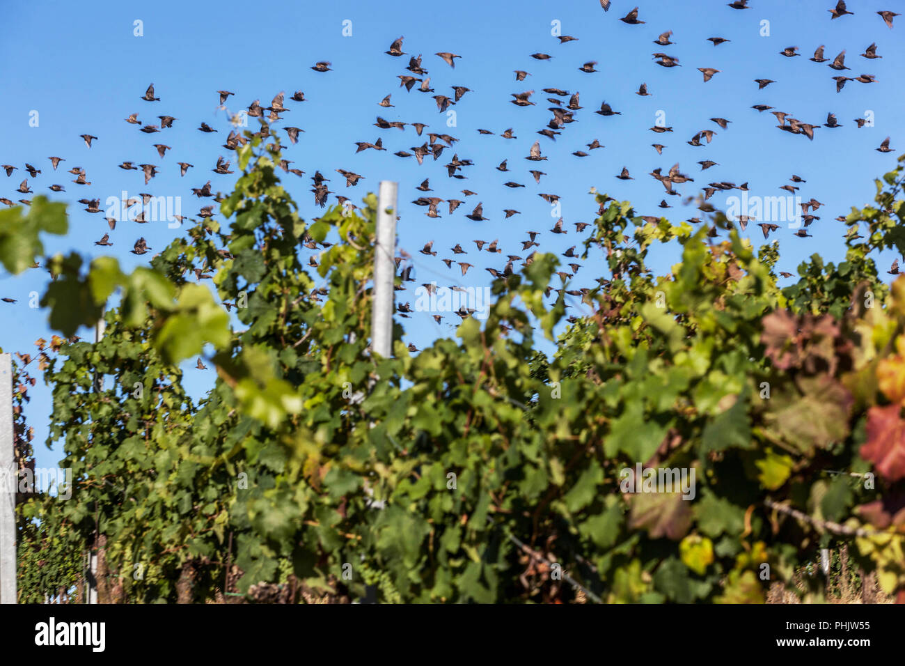 Uno stormo di uccelli, storni volando sopra la vigna Foto Stock