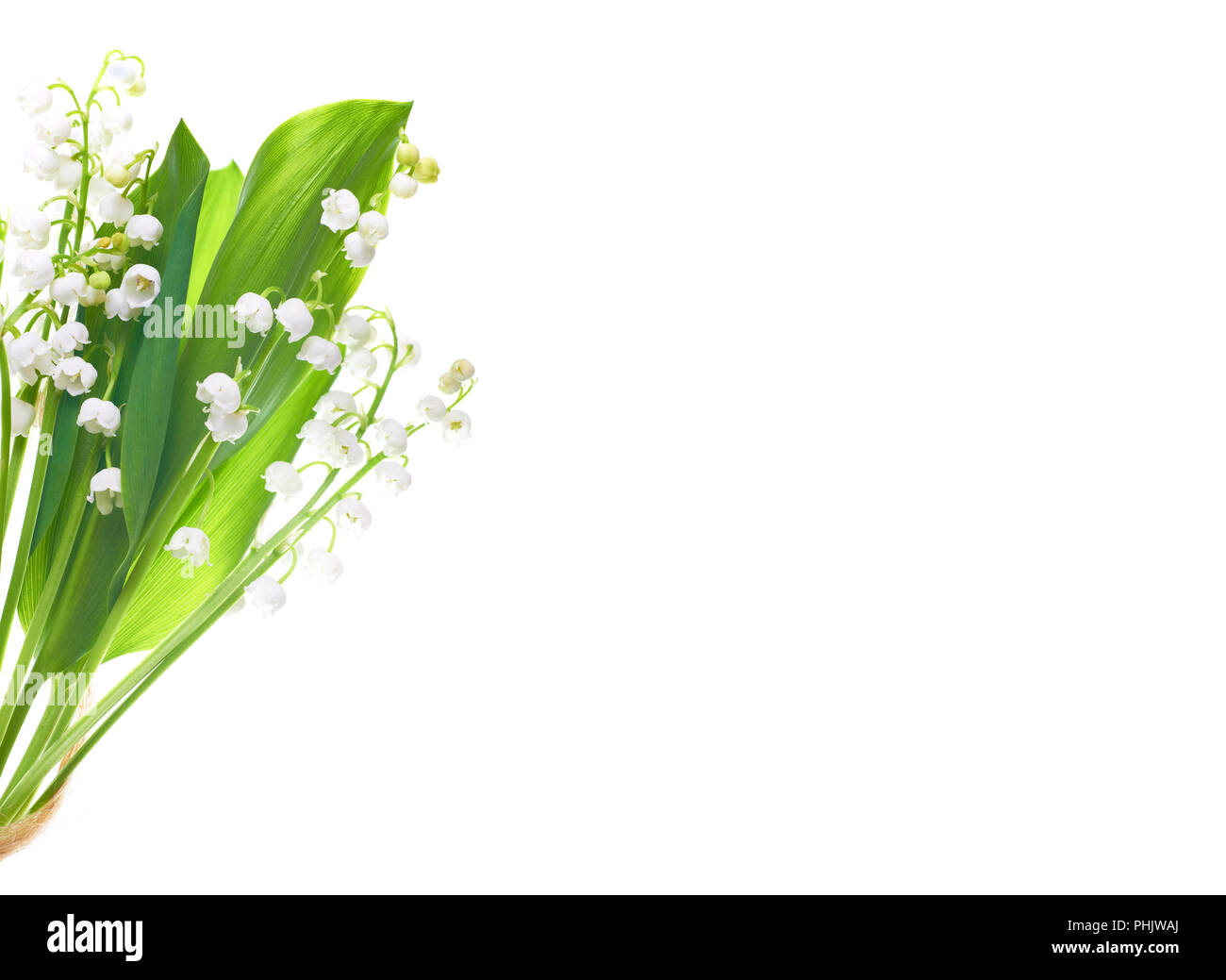 Fiori bianchi gigli della valle isolata su sfondo bianco Foto Stock