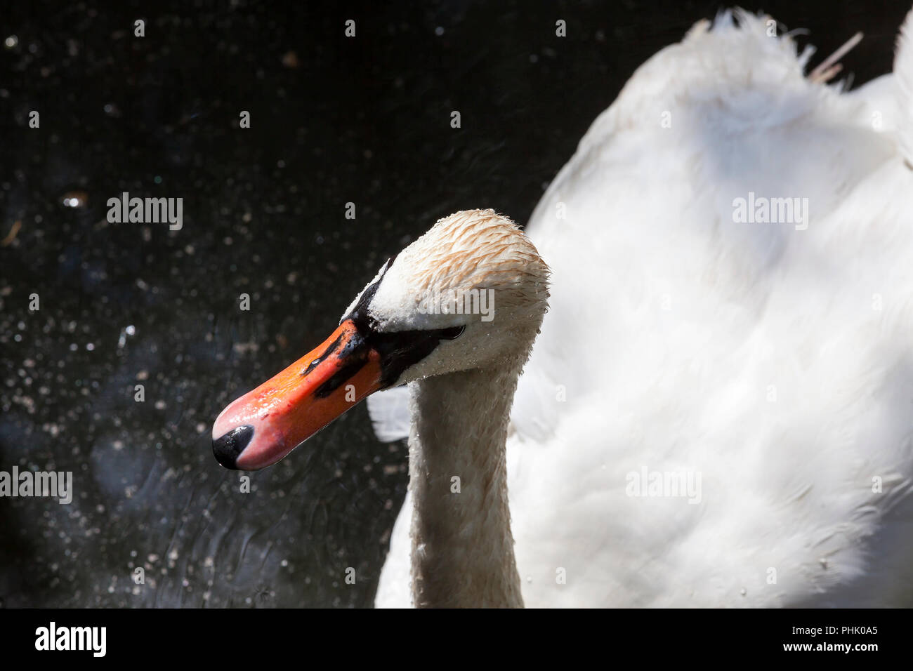 Il White Swan con testa sporco galleggiante sul lago e la pesca e la ricerca di altri alimenti, primo piano Foto Stock