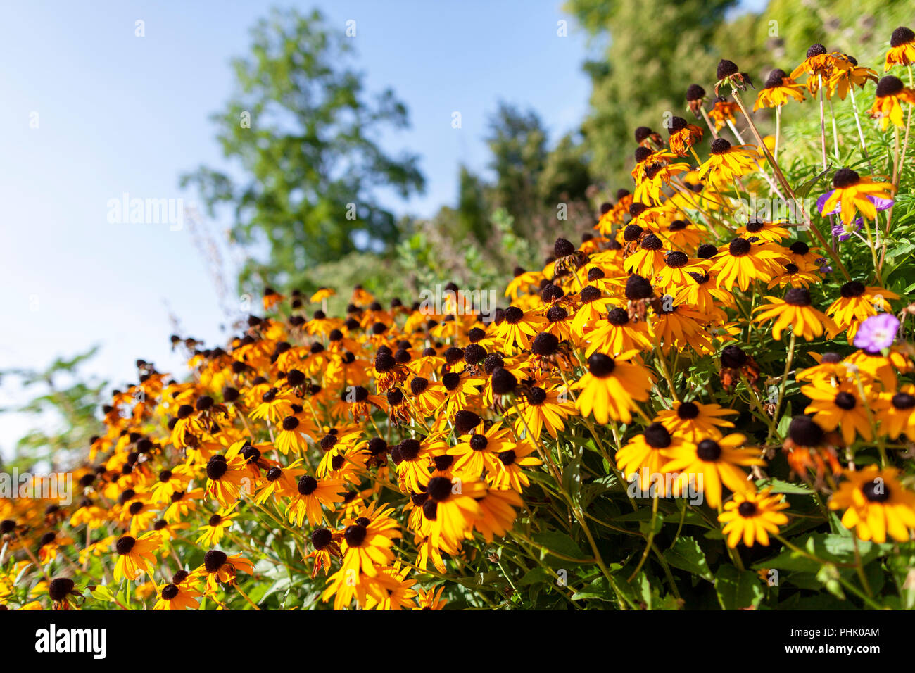 Golden gloriosa daisy fiori su sfondo verde Foto Stock