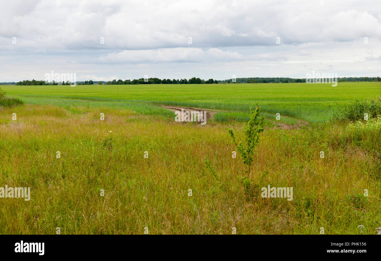 Un campo con erba che cresce di alberi con una grande corona e fogliame verde un paesaggio con una strada a sinistra fuori nel campo Foto Stock