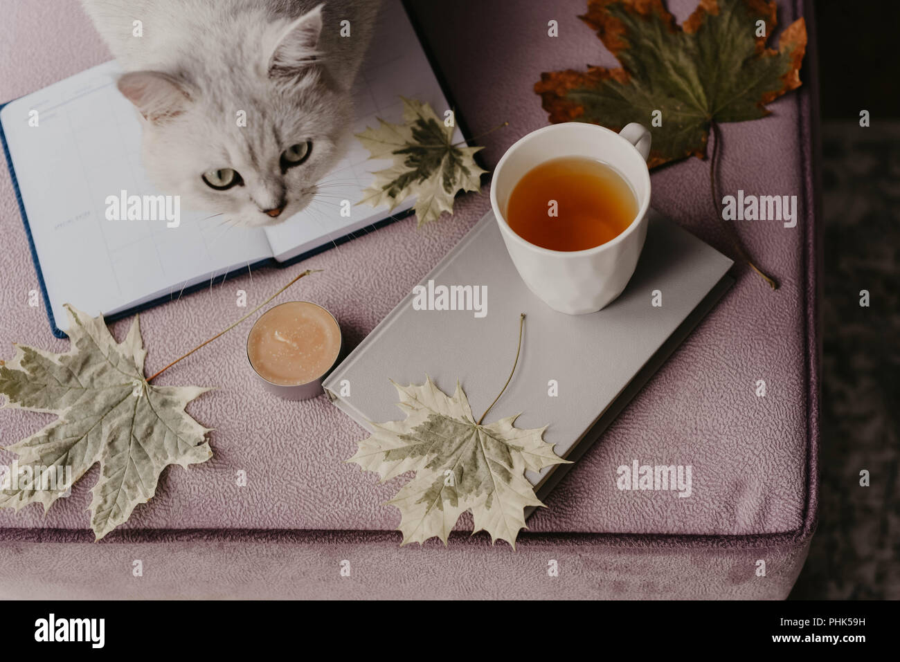 Tazza di tè con un libro in interni con foglie di autunno, notebook e cat, hygge concept Foto Stock