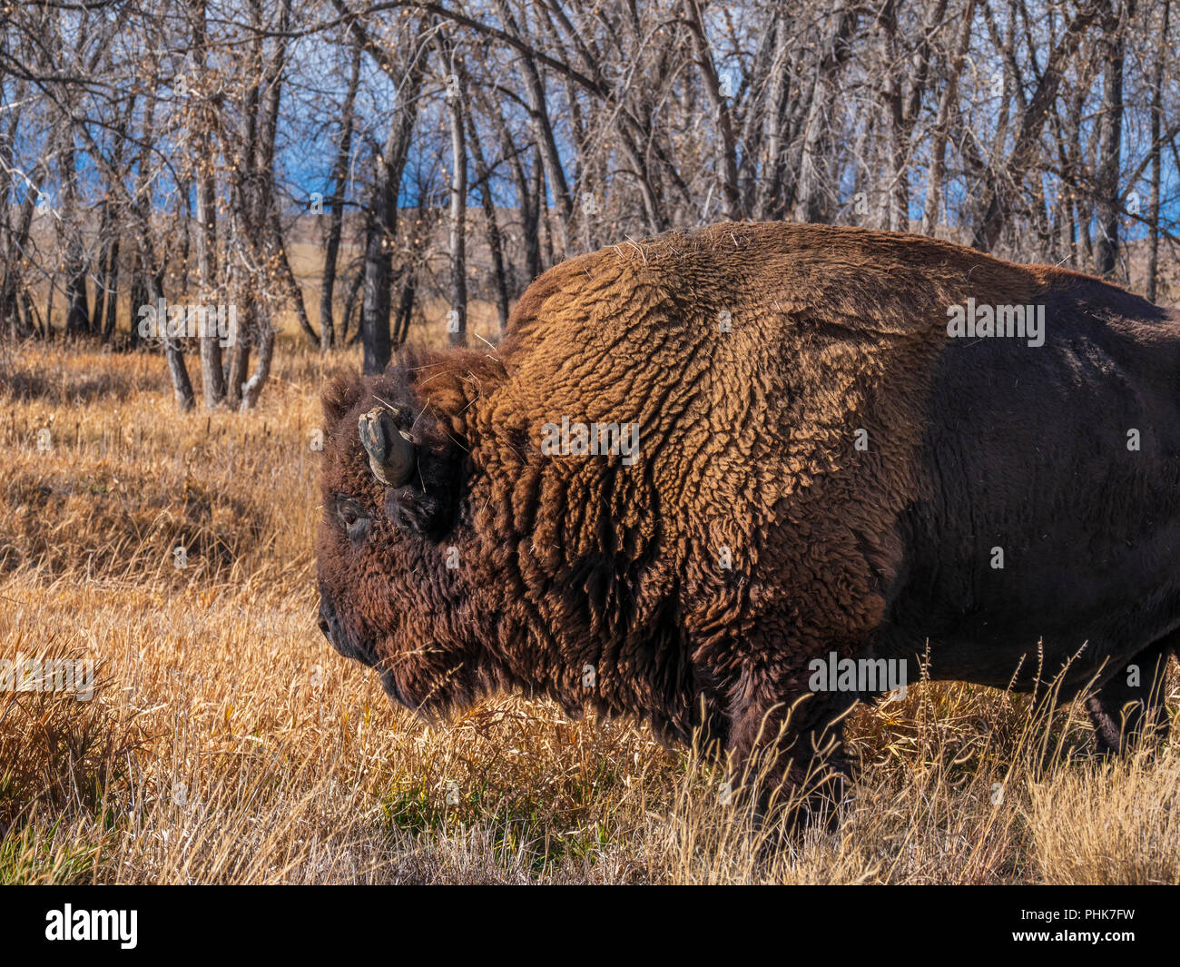 Bison, autunno, Rocky Mountain Arsenal Wildlife Refuge, Commerce City, Colorado. Foto Stock