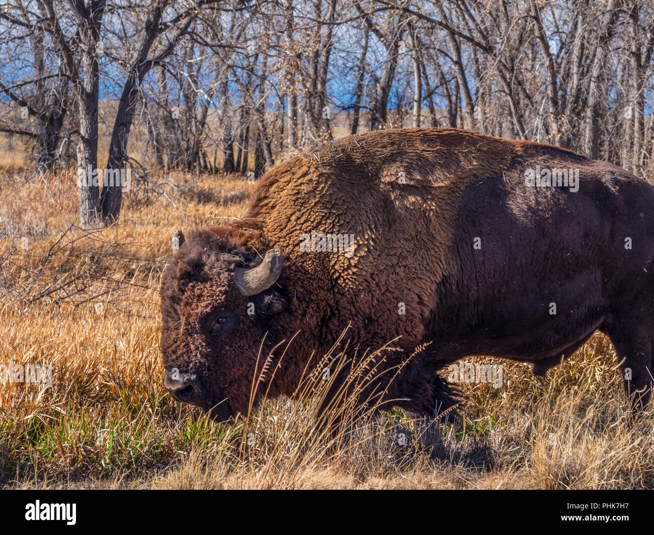 Bison, autunno, Rocky Mountain Arsenal Wildlife Refuge, Commerce City, Colorado. Foto Stock