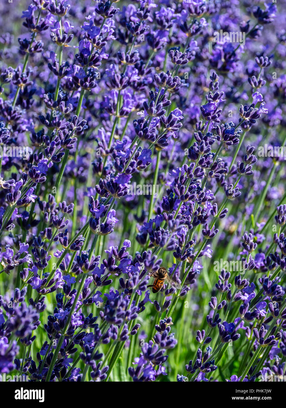 Bee cene sulla lavanda in fioritura, Grand Valley, Colorado. Foto Stock