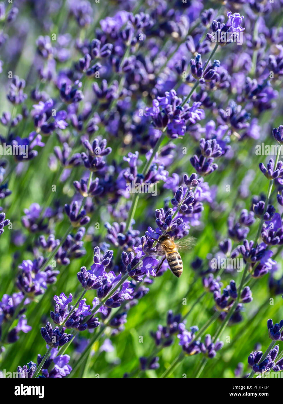 Bee cene sulla lavanda in fioritura, Grand Valley, Colorado. Foto Stock