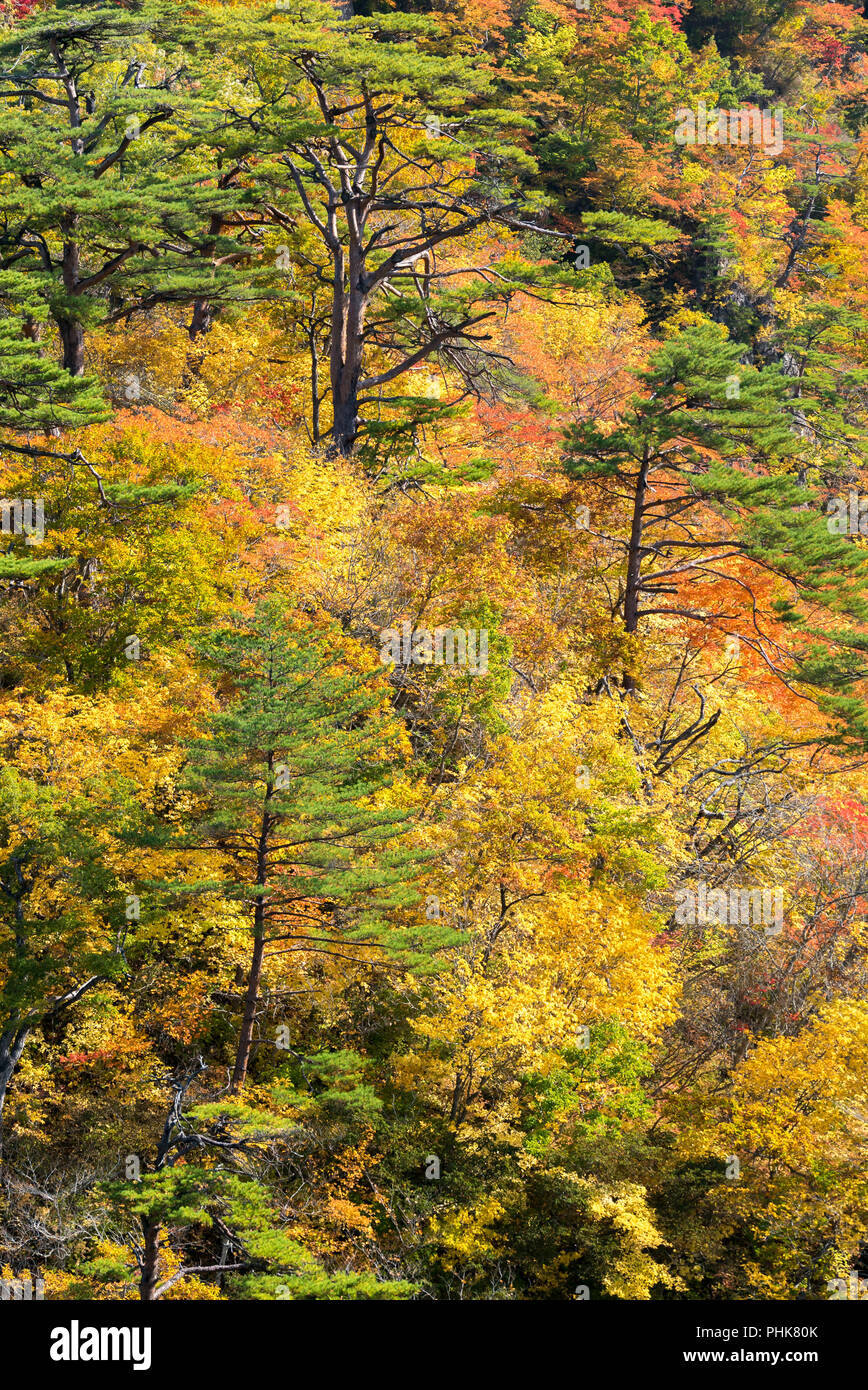 Naruko Gorge valley con tunnel ferroviario in Miyagi Tohoku Giappone Foto Stock