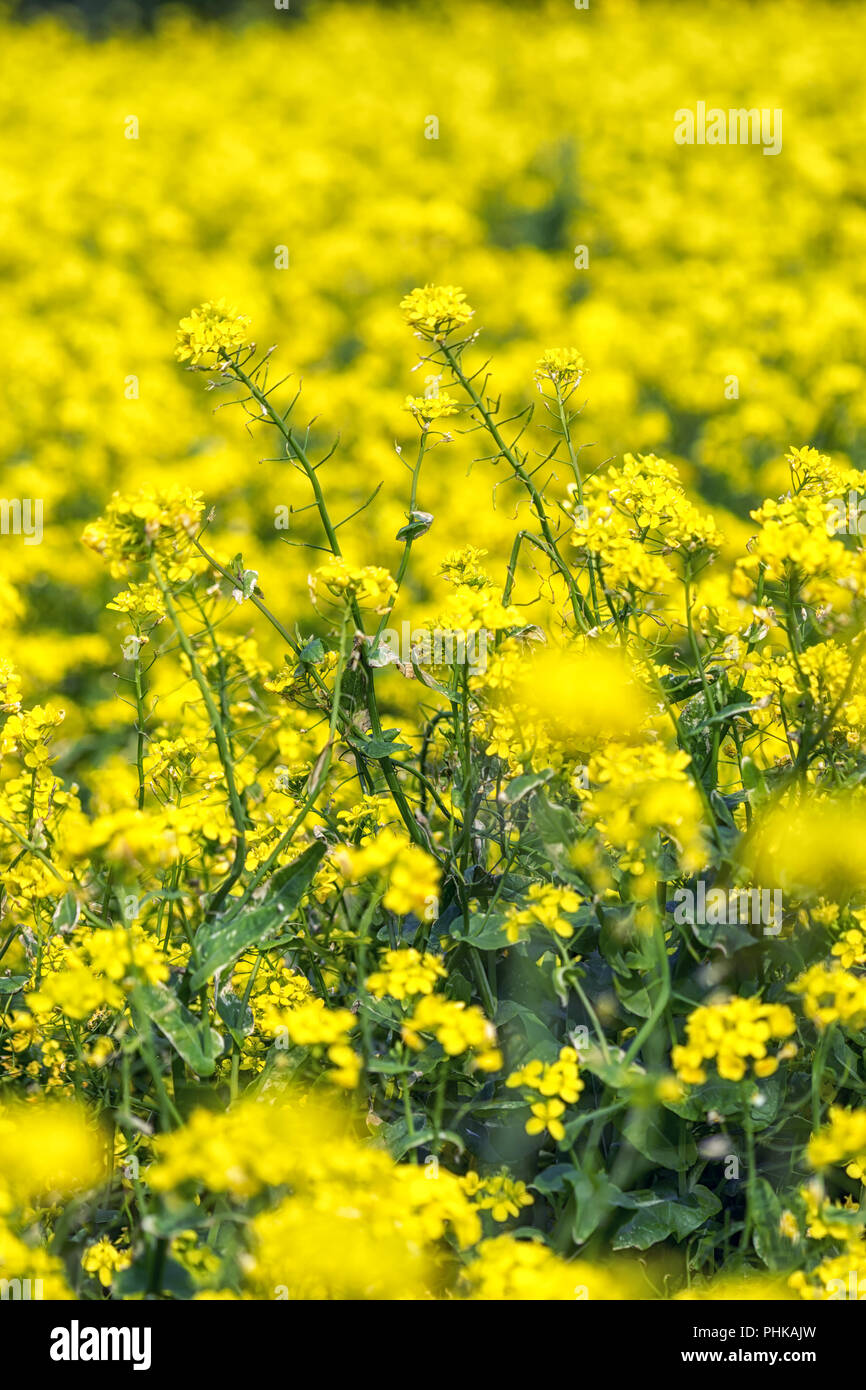 La canola di campo dei fiori in jeju island vicino ups Foto Stock