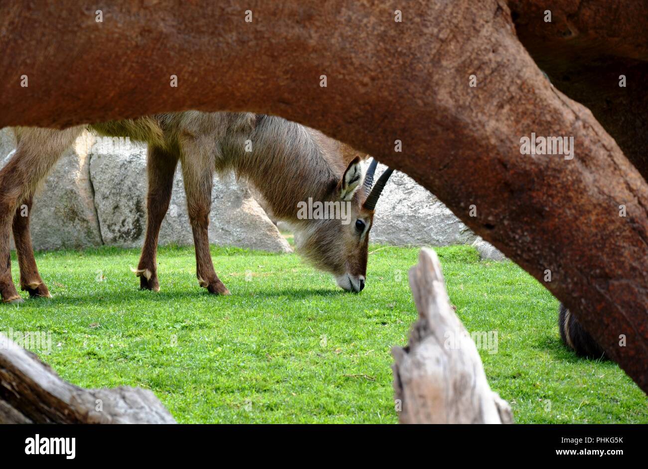 antilope Foto Stock