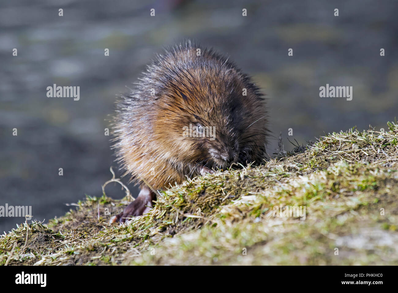 Musquash 'Ondatra zibethica' Foto Stock