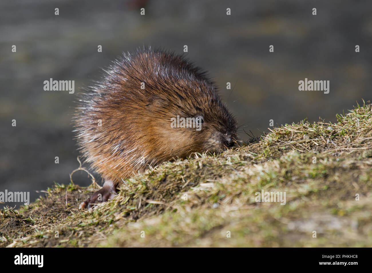 Musquash 'Ondatra zibethica' Foto Stock