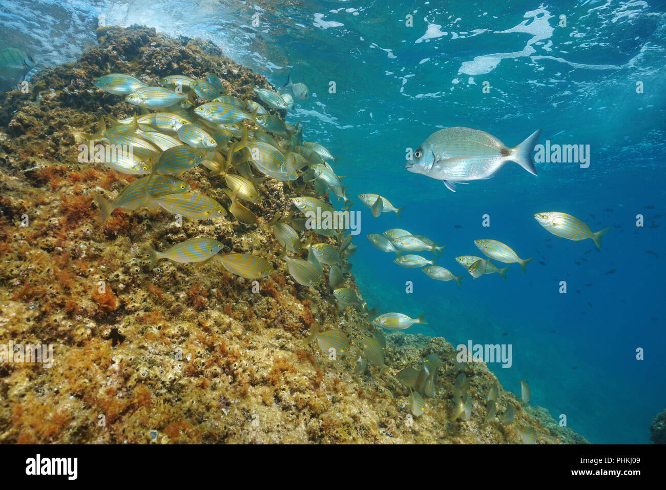 Una secca di subacquea di pesci nel mare Mediterraneo ( dreamfish Sarpa salpa e un bianco Orate di mare ), Francia Foto Stock