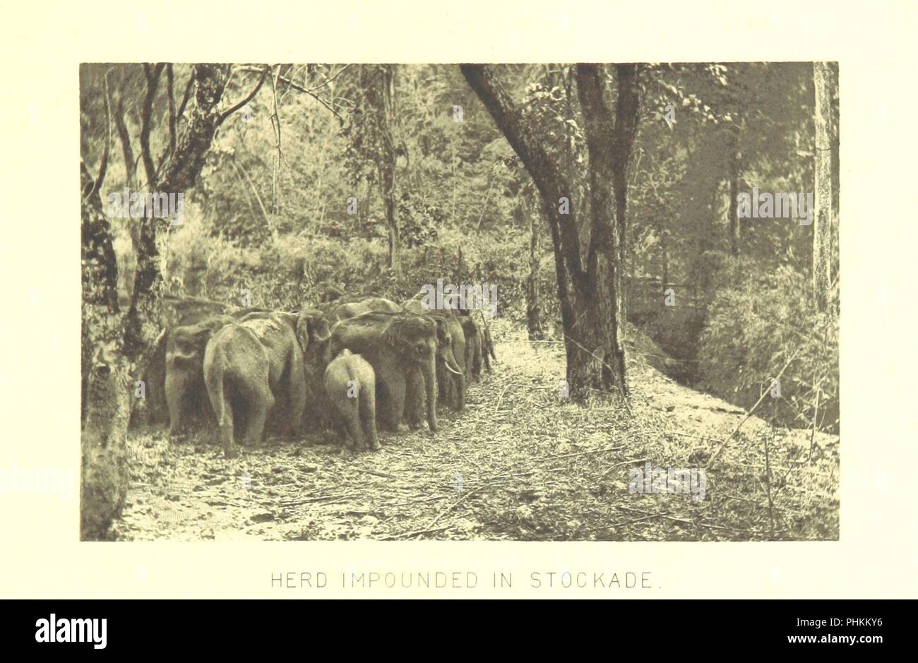 Immagine dalla pagina 177 di 'S.A.R. il Duca di Clarence e Avondale nell India meridionale. Da J. D. Rees ... Con un racconto di un elefante che cattura a Mysore da G. P. Sanderson ... Con mappe, ritratti e illustrazioni' dal Brit0097. Foto Stock