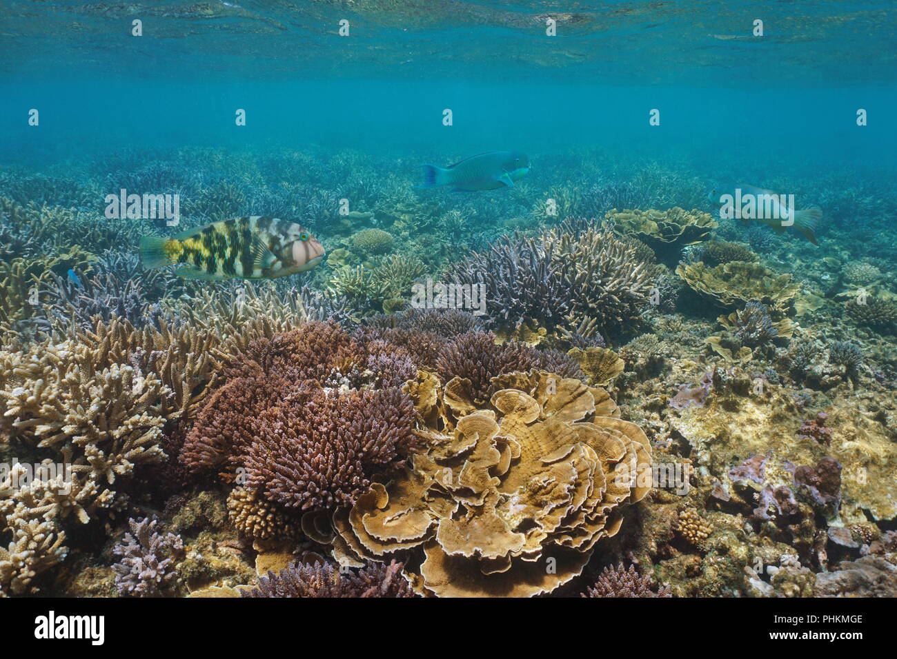 Underwater Coral reef con pesci tropicali, oceano pacifico, Nuova Caledonia, Oceania Foto Stock