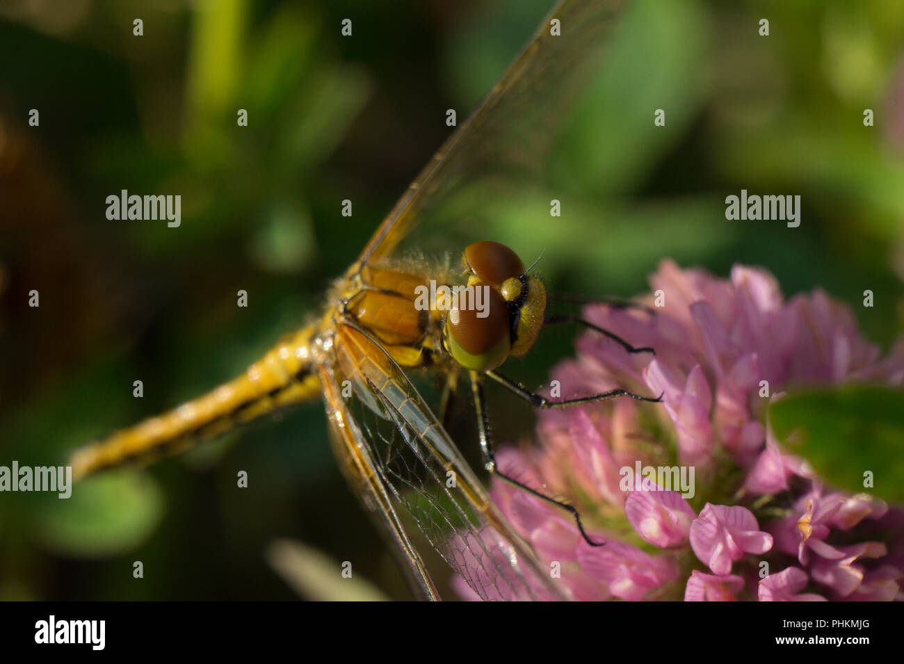 Dragonfly appollaiato sul fiore di trifoglio Foto Stock