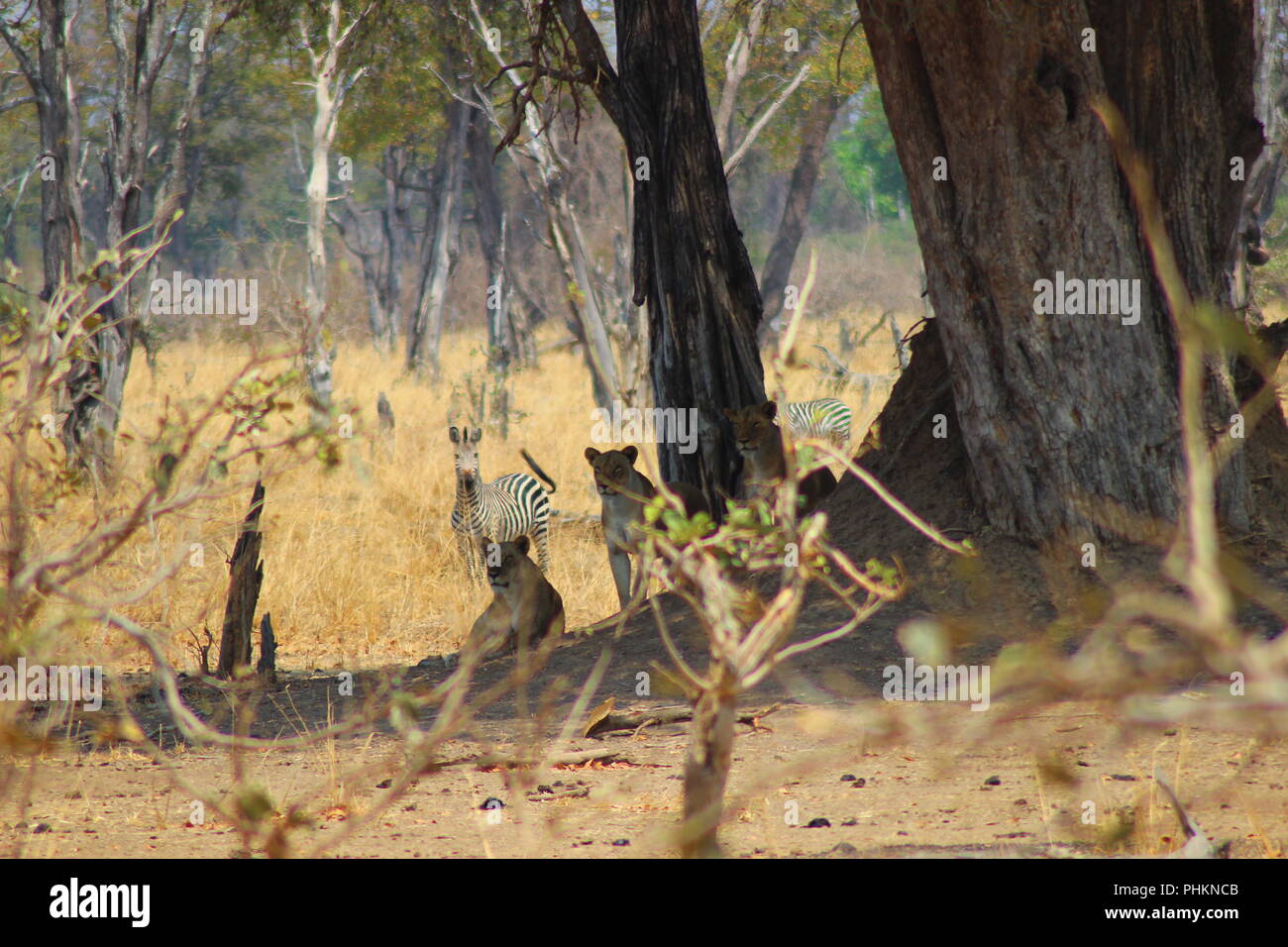 I Lions in Sud Luangwa National Park - Zambia Foto Stock