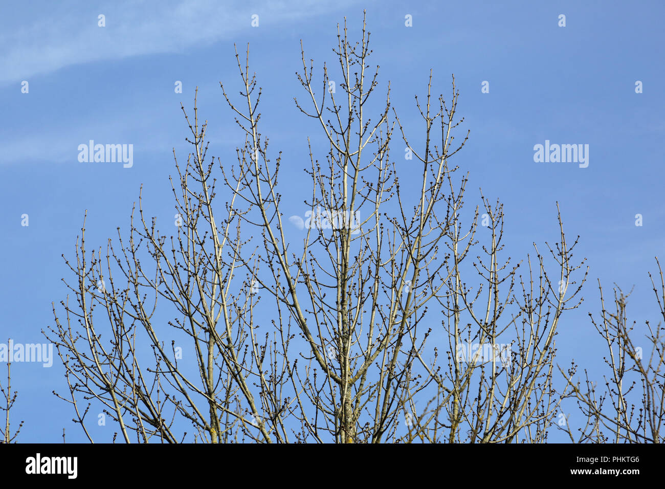 Il frassino, Fraxinus, in primavera Foto Stock