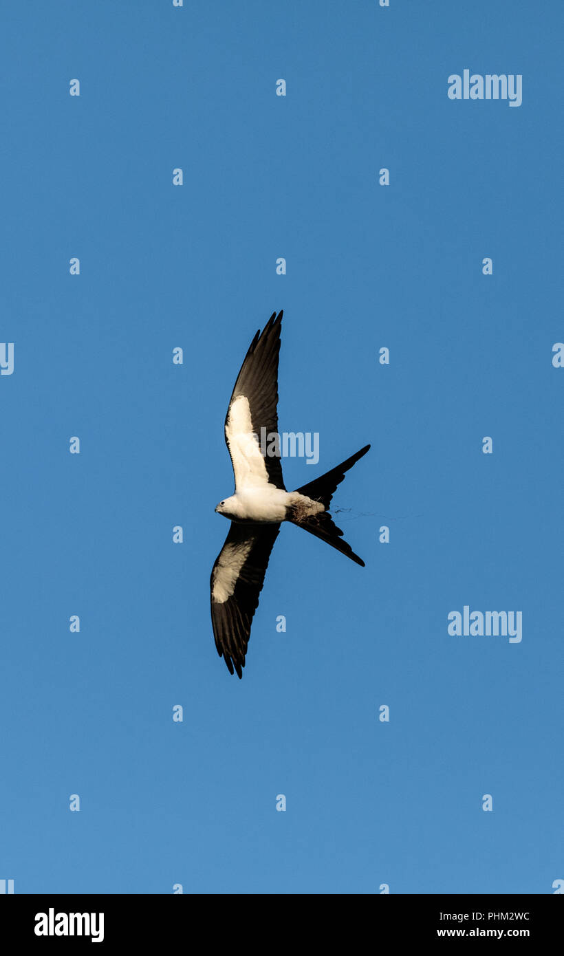 Swallow-tailed kite raccoglie muschio Spagnolo per costruire un nido Foto Stock