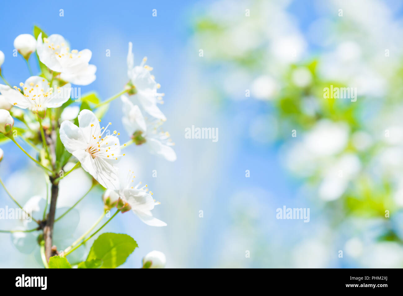 Il ramo con fiori di colore bianco su un fiore ciliegio Foto Stock