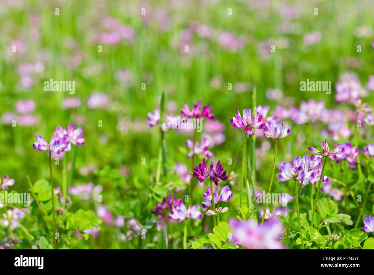 Latte veccia fiori che sbocciano in cropland Foto Stock