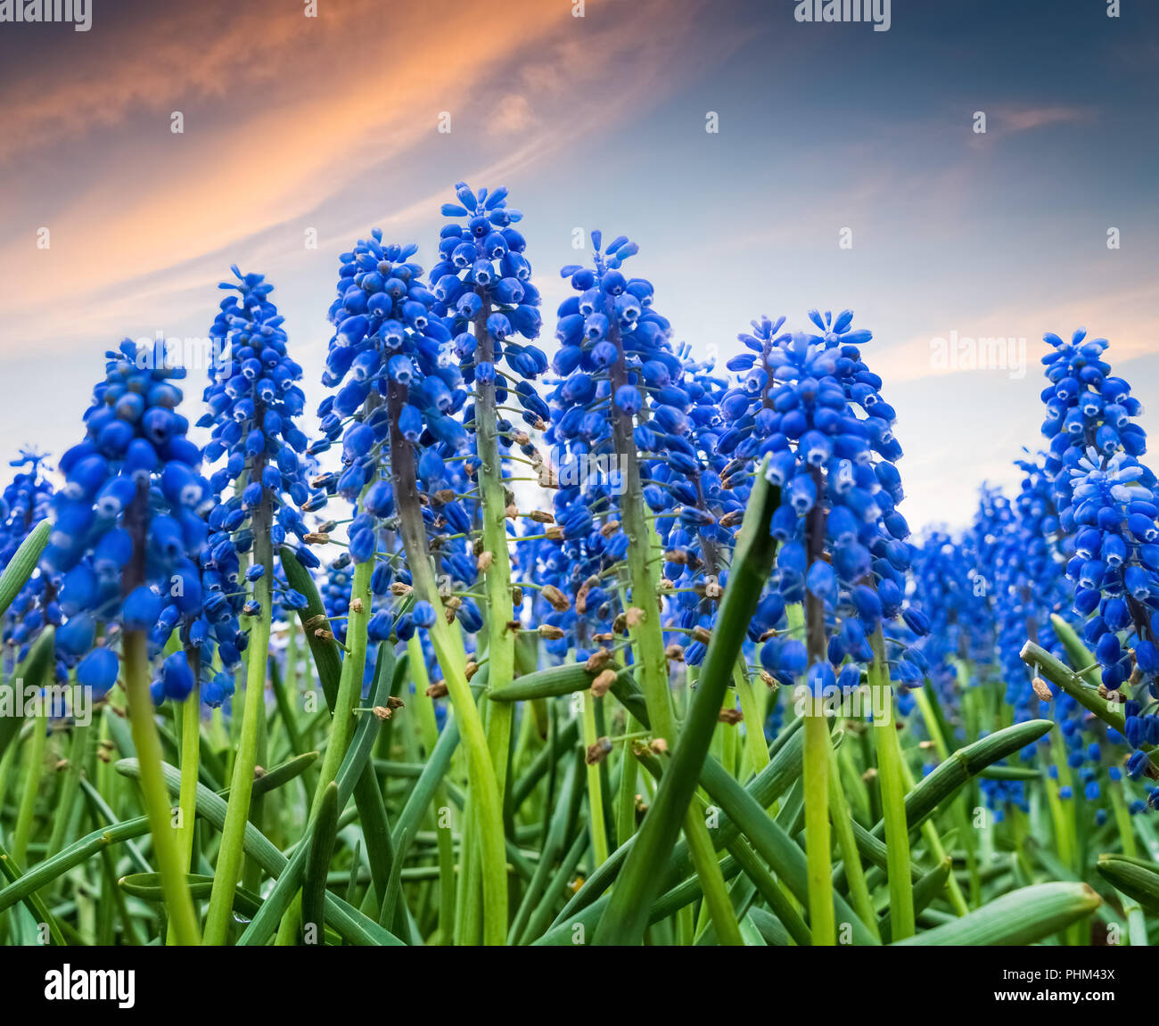 Giacinto d'uva al crepuscolo Foto Stock