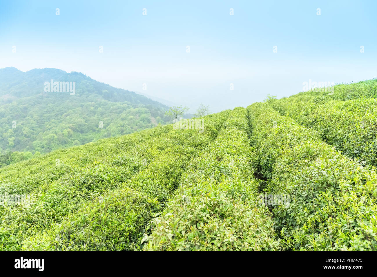 La piantagione di tè in primavera Foto Stock
