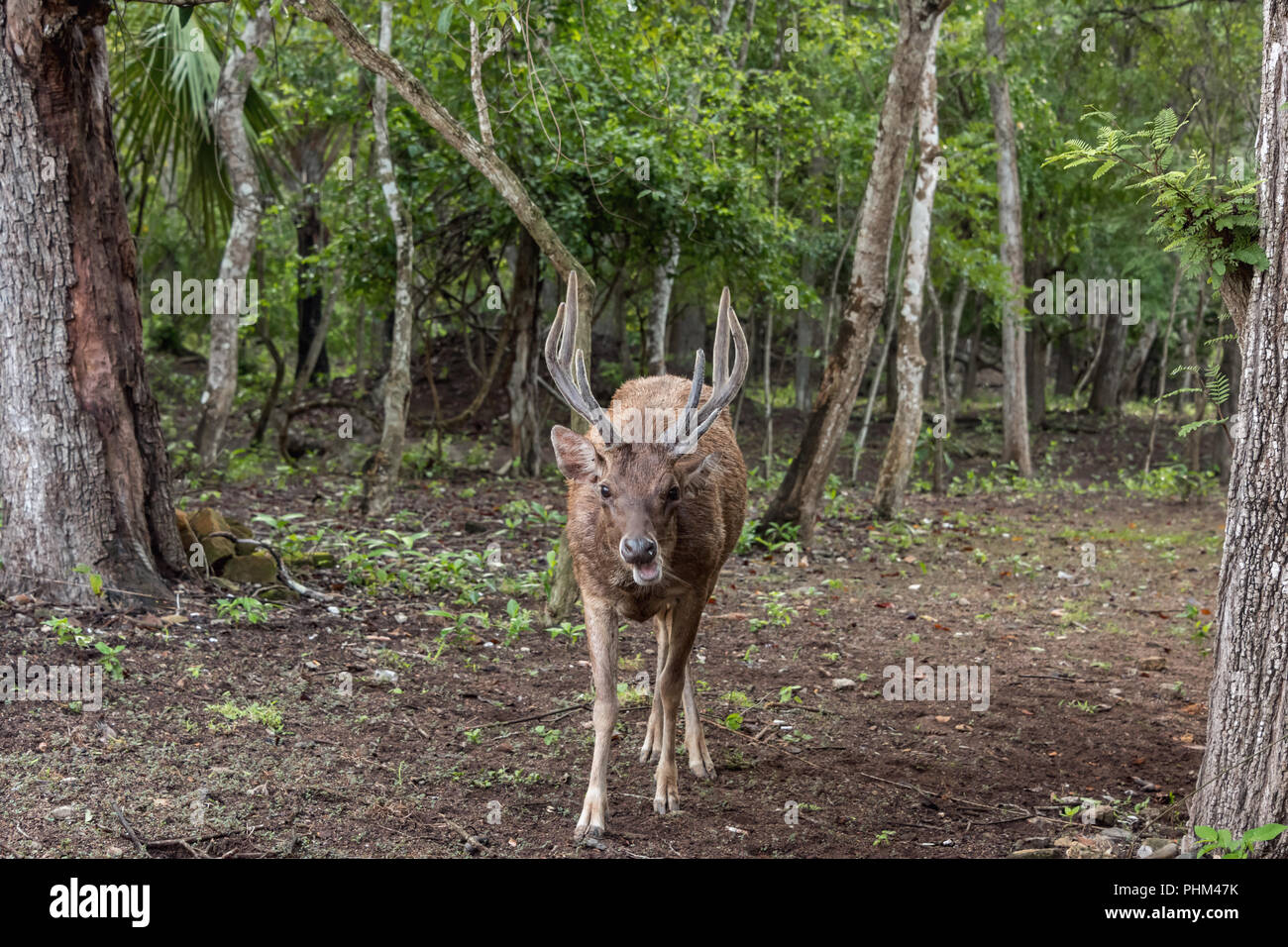 Cervo Rusa Timor cervo rusa timorensis immagini e fotografie stock ad alta ...