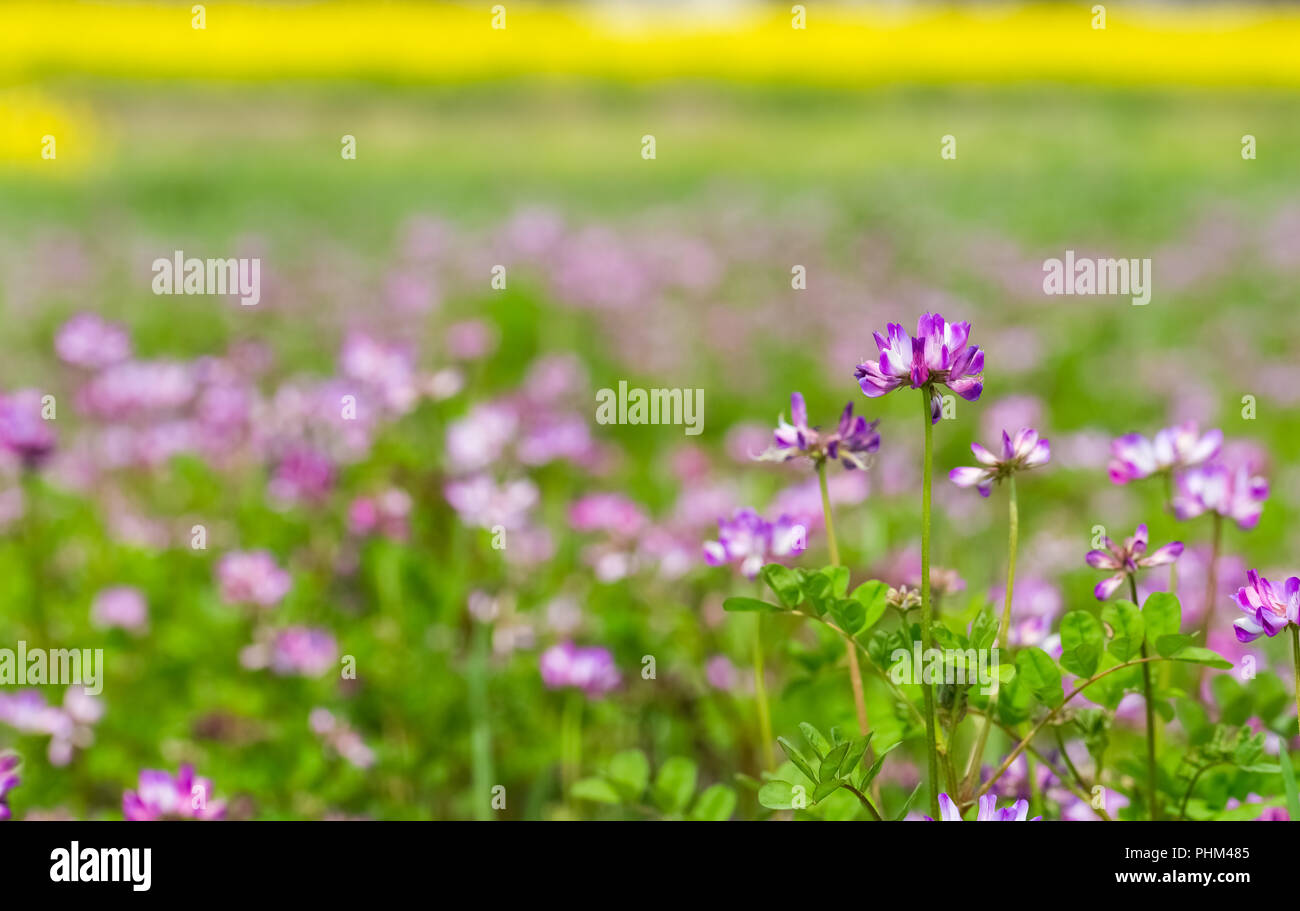 Astragalo sinicus fioritura in primavera Foto Stock