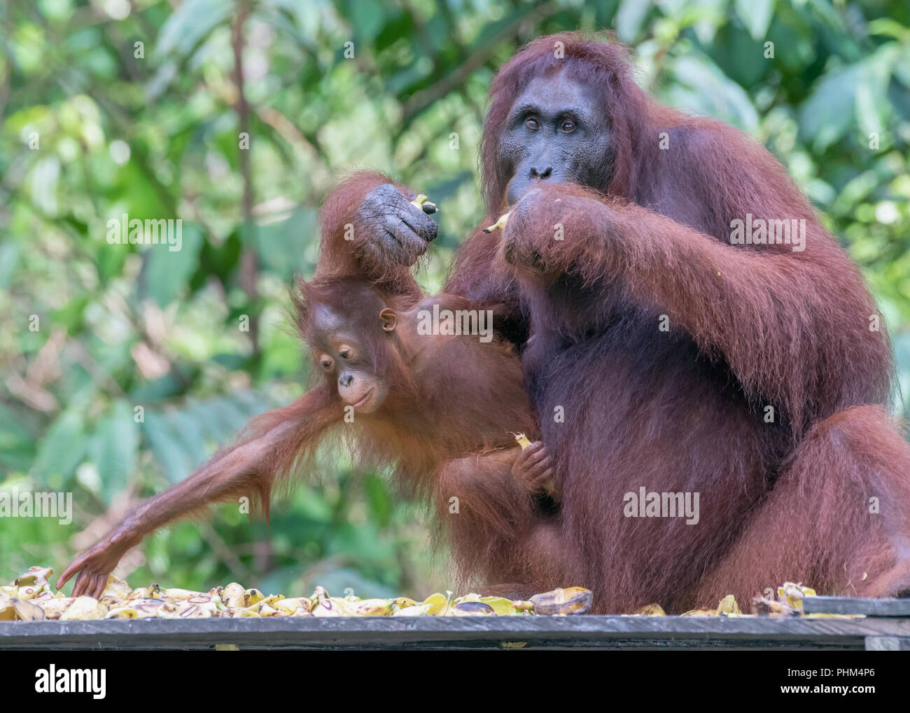 Un altro si prega di banana, baby orangutan raggiungendo per la banana, Tanjung messa National Park, Kalimantan Foto Stock