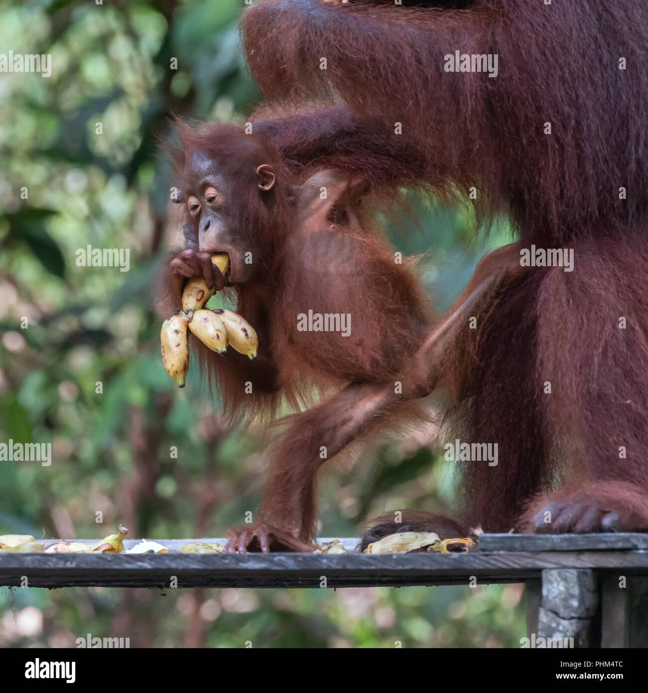 Baby orangutan aggrappati a sua madre e mangiare le banane in una piattaforma di alimentazione, Tanjung messa National Park, Kalimantan Foto Stock