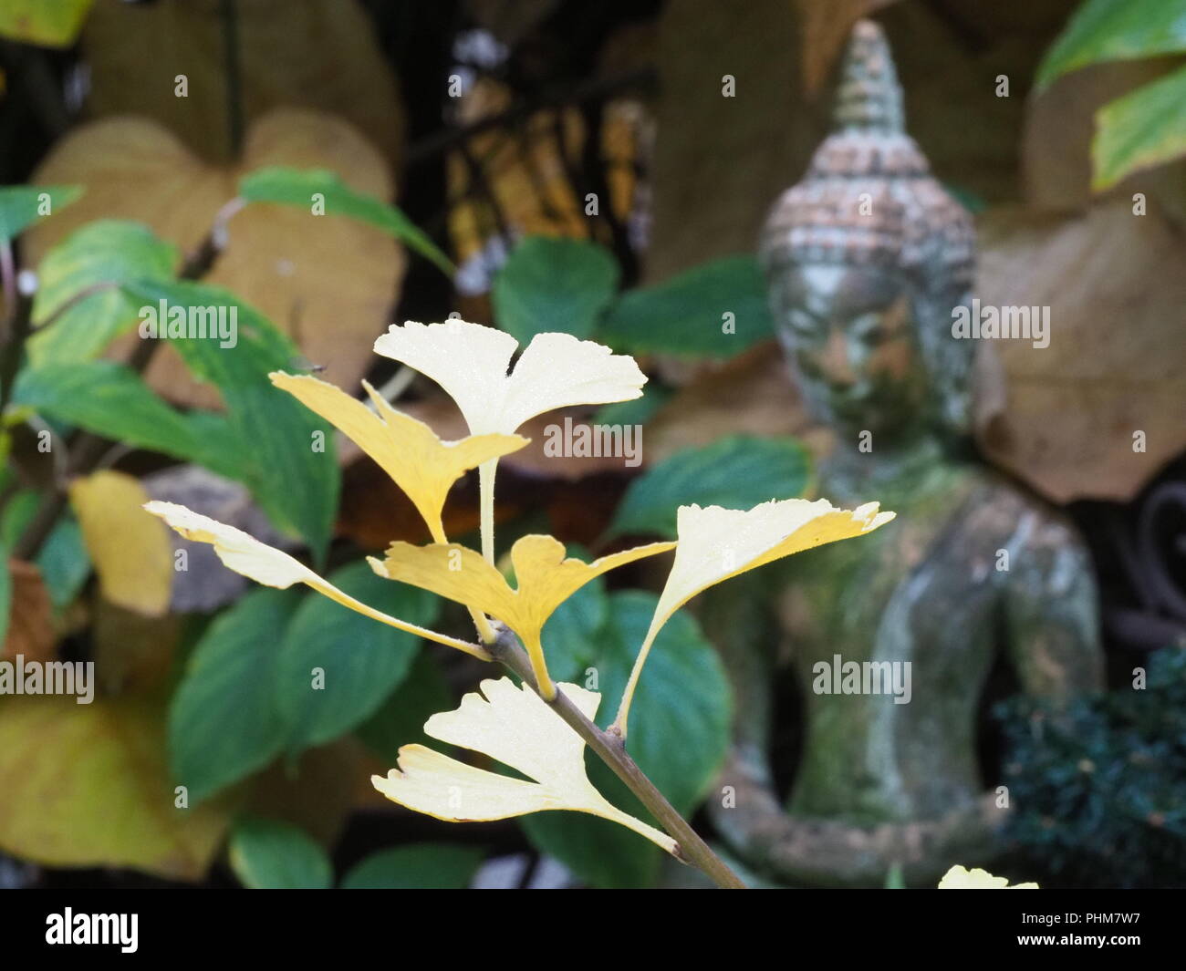 Ginkgo biloba in autunno con il Buddha Foto Stock