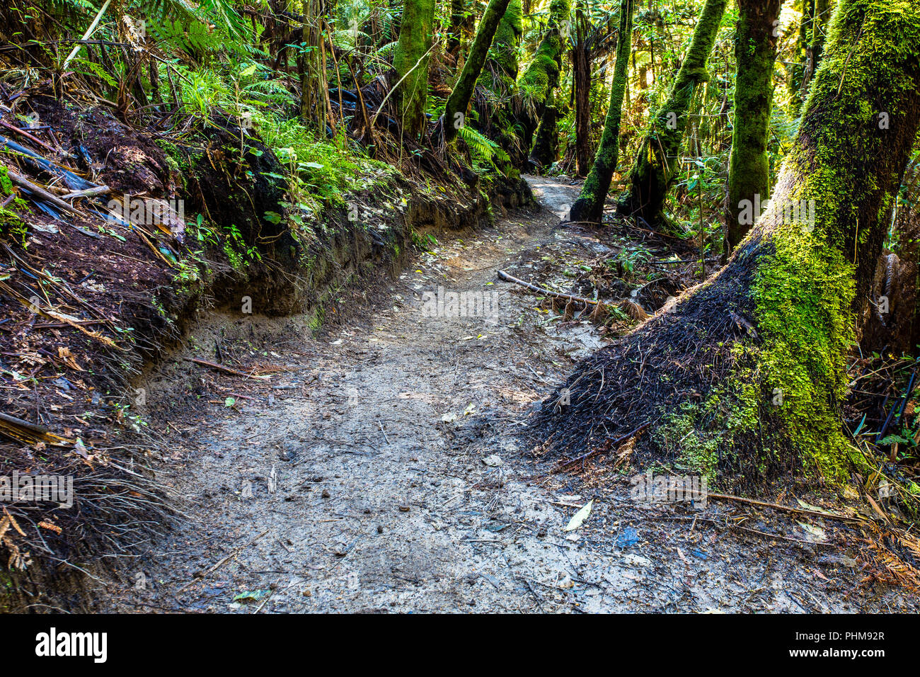 Singola pista per mountain bike in Rotorua Foto Stock