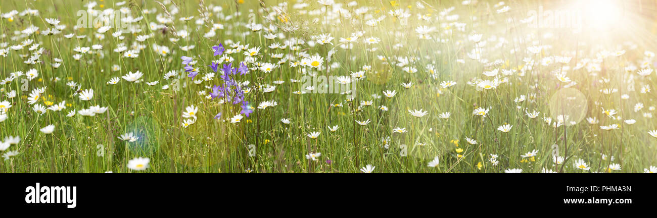Prato con molti fiori di primavera e lo spazio per il testo Foto Stock