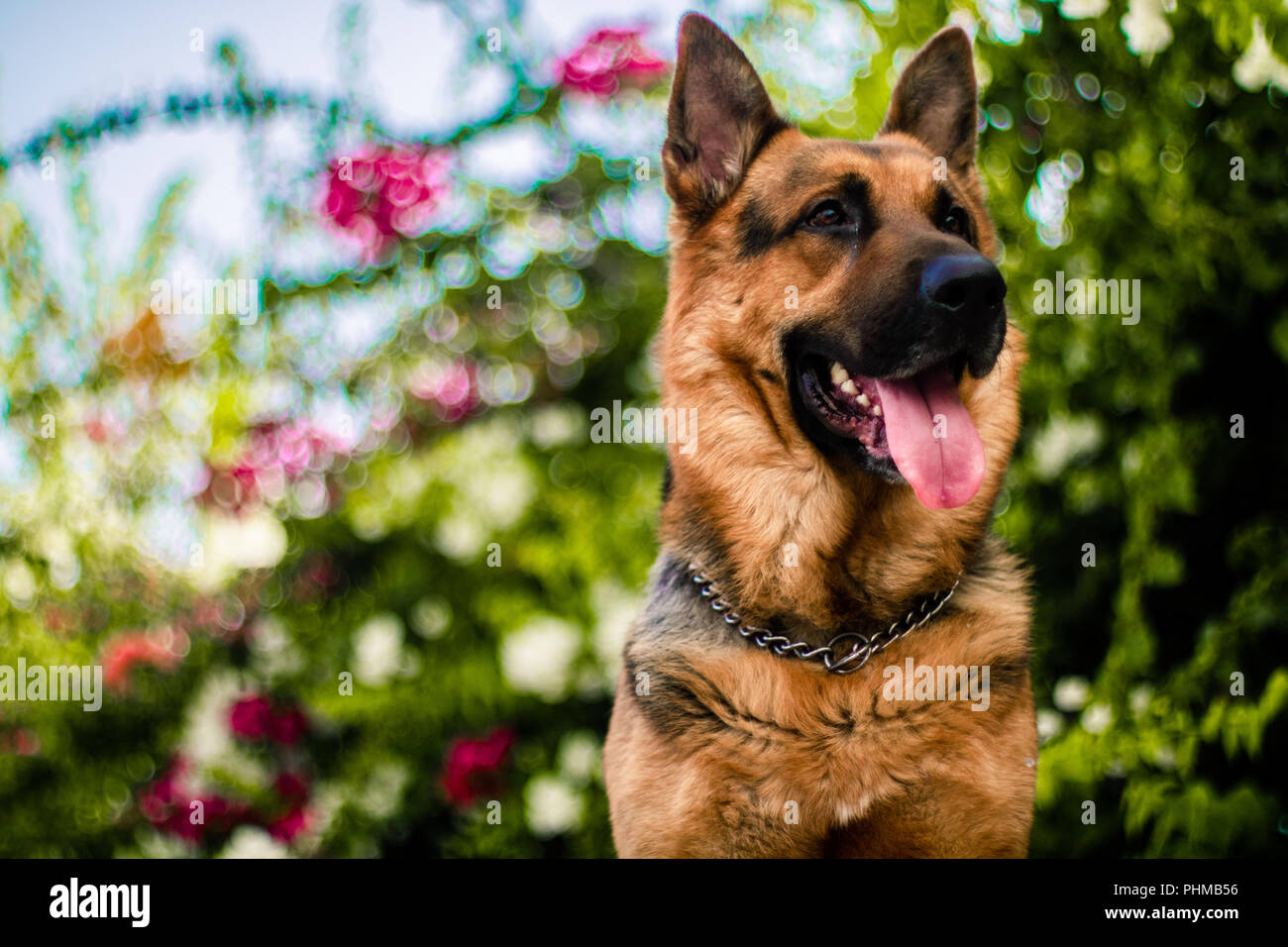 Cesar il grande pastore tedesco Foto Stock