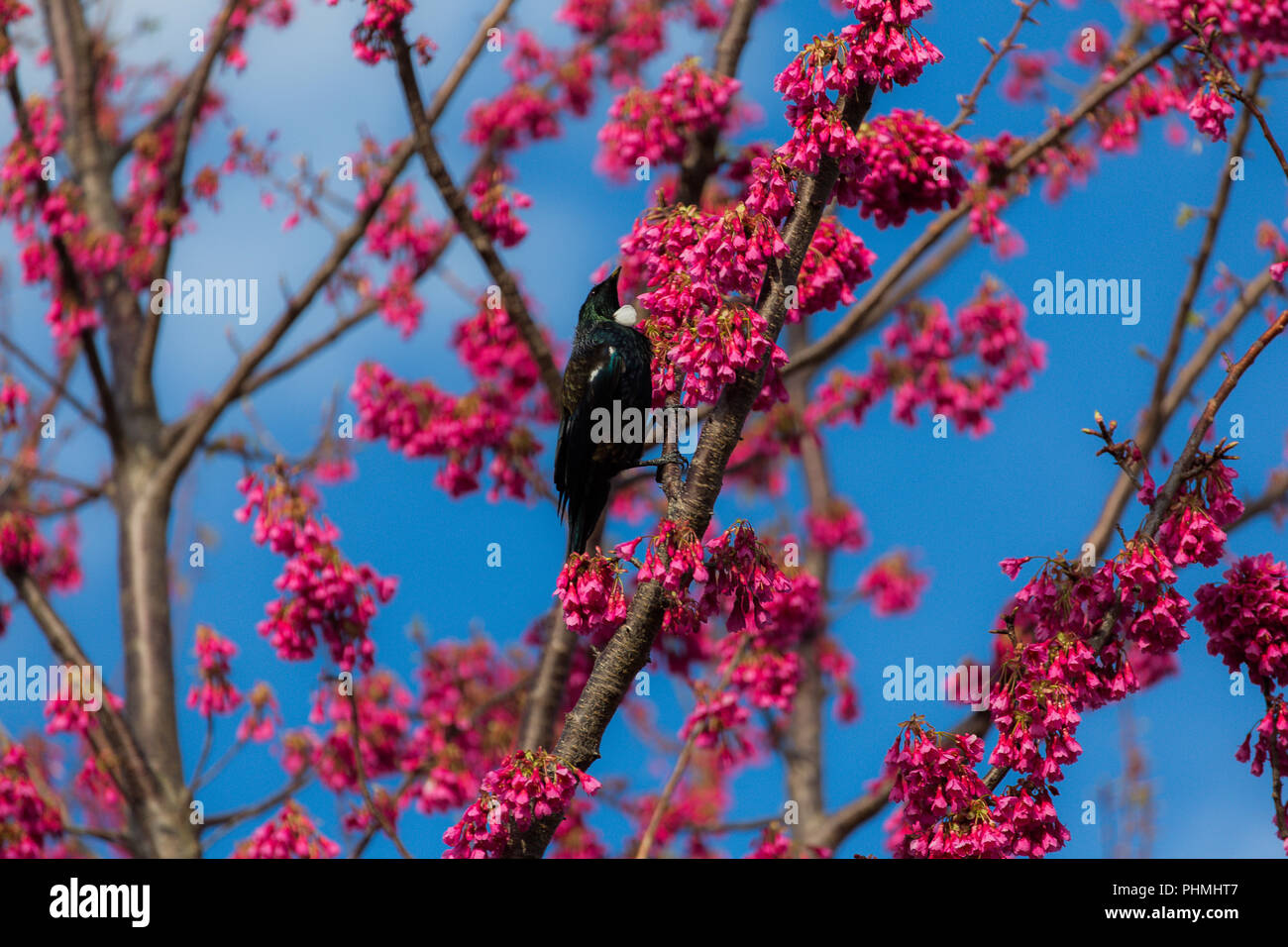 Nuova Zelanda Tui nativo - song bird Foto Stock