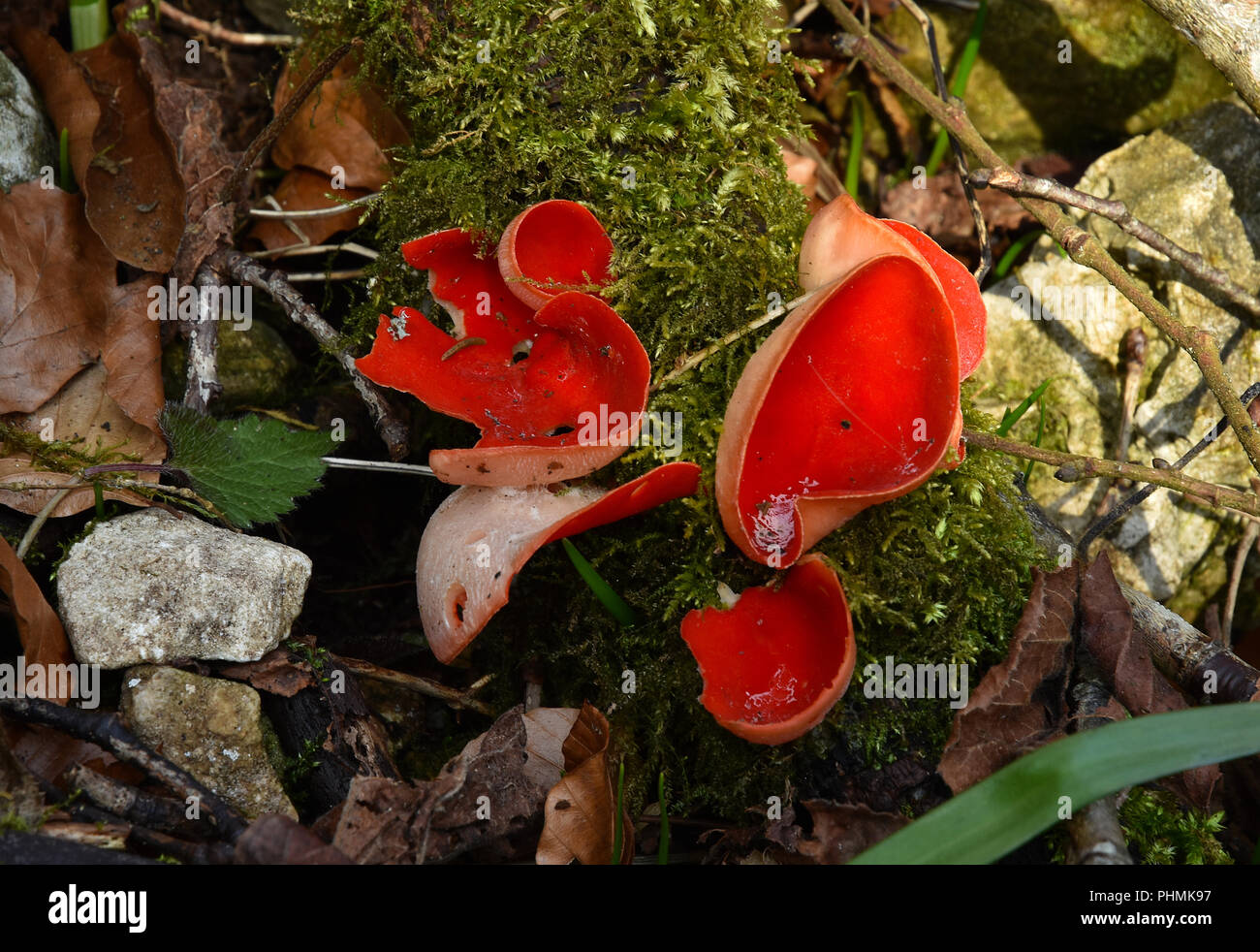 Il cinabro rosso Elf Cup; funghi; Foto Stock