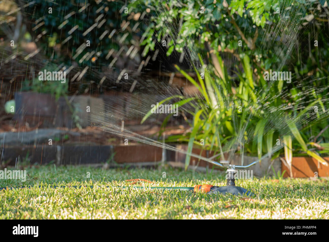 Un giardino sprinkler acqua spruzzata su un prato erboso St. Augustine (Palmetto) in un cortile di Sydney in Australia Foto Stock