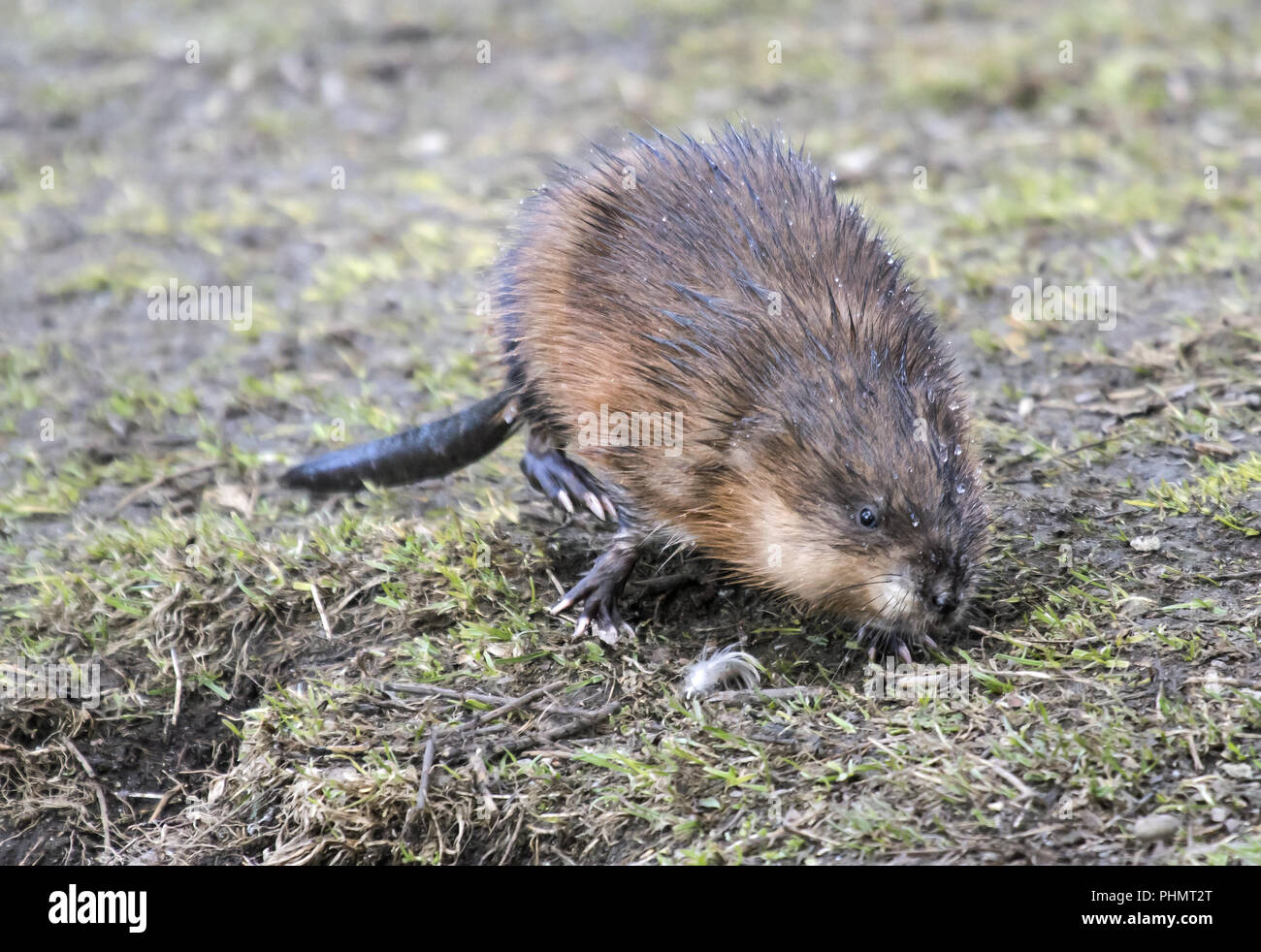 Musquash 'Ondatra zibethica' Foto Stock