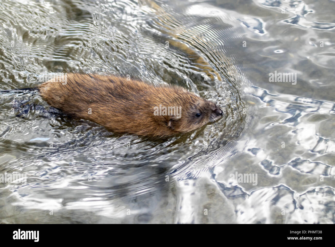 Musquash 'Ondatra zibethica' Foto Stock