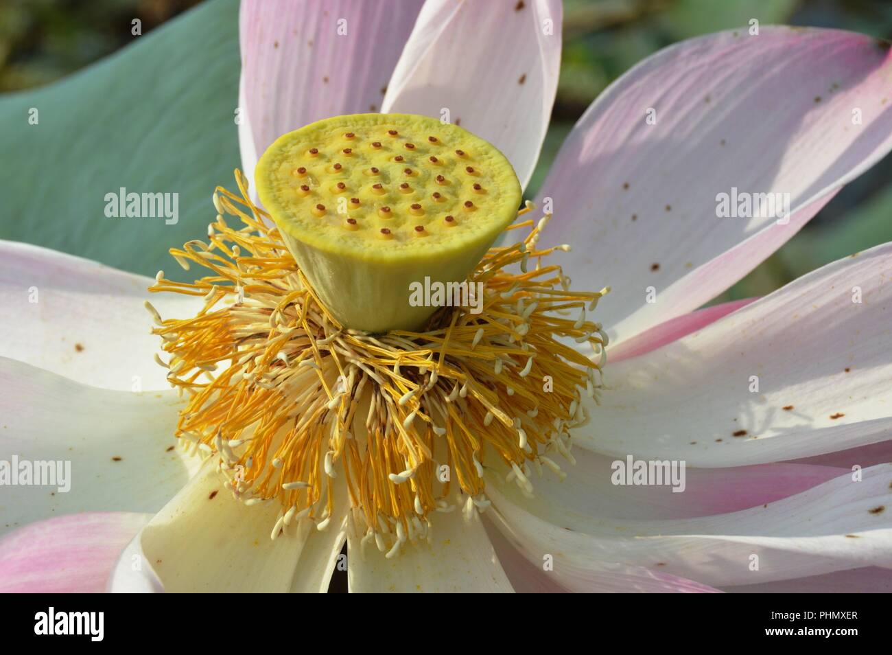 Chiusura del fiore di loto Foto Stock