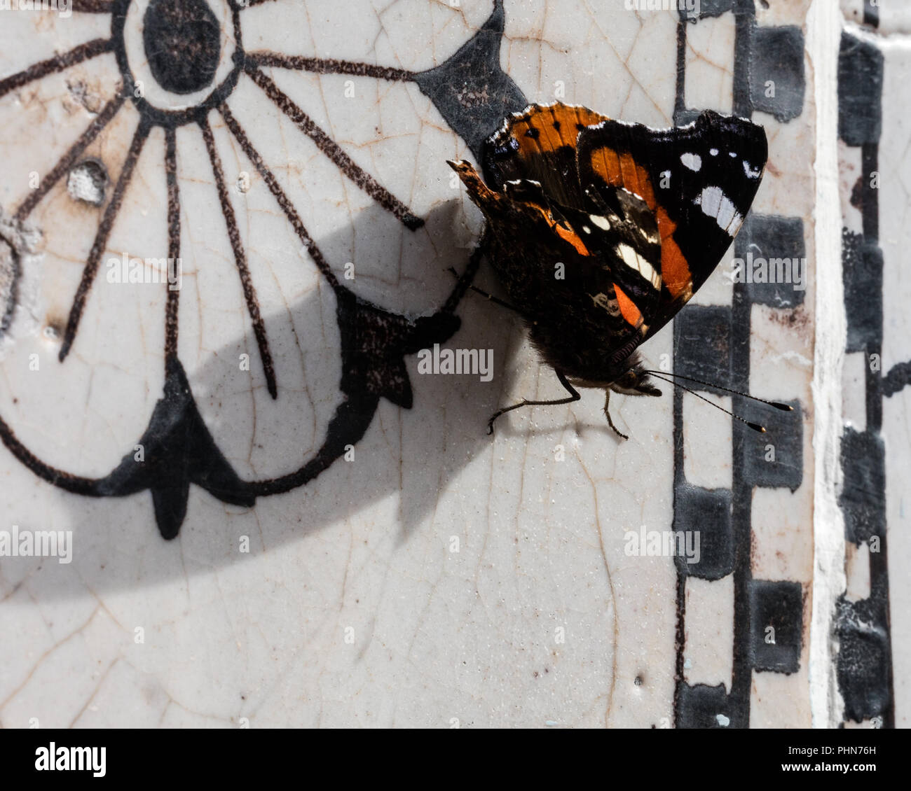 Butterfly,close up Foto Stock